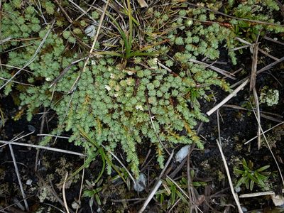 Kelleria paludosa, photographed by Leon Perrie
