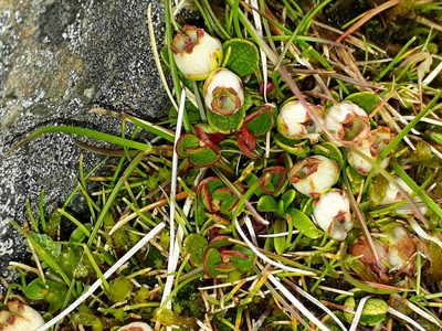 Gaultheria nubicola, photographed by Leon Perrie