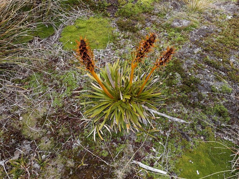 Aciphylla kirkii, photographed by Leon Perrie