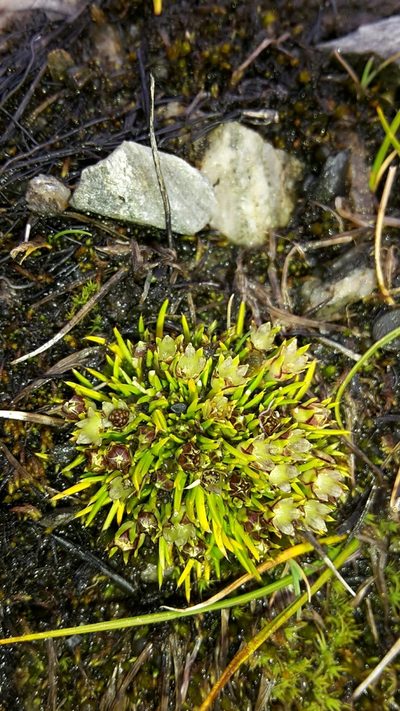 Colobanthus affinis, photographed by naturewatchwidow
