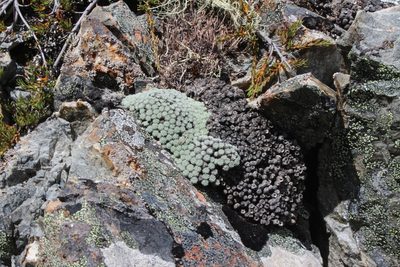Raoulia mammillaris, photographed by Joe Potter Butler