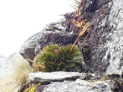 Aciphylla lecomtei, photographed by Leon Perrie