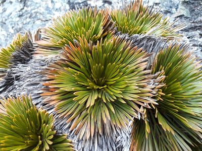 Aciphylla lecomtei, photographed by Leon Perrie