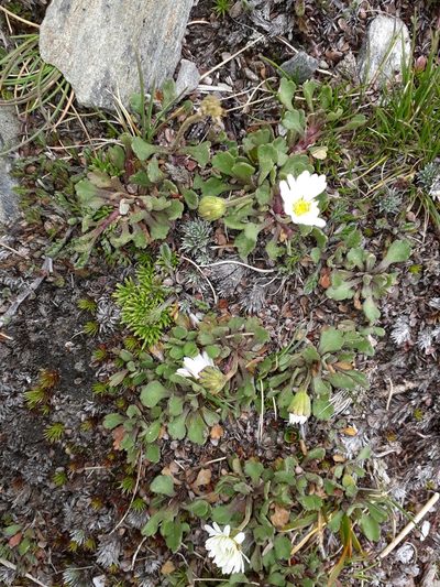 Brachyscome montana, photographed by Leon Perrie