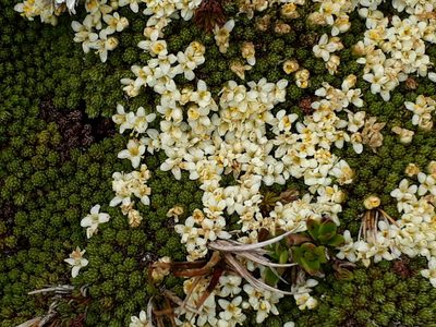 Kelleria childii, photographed by Leon Perrie