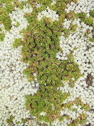 Leptinella goyenii, photographed by Leon Perrie