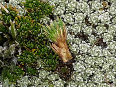 Leptinella goyenii, photographed by Leon Perrie