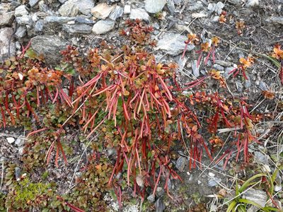 Epilobium tasmanicum, photographed by Leon Perrie
