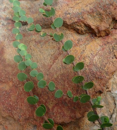 Cliffortia pulchella, photographed by Di Turner