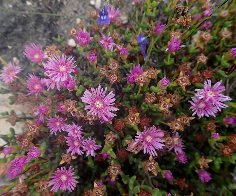 Ruschia virgata, photographed by Di Turner