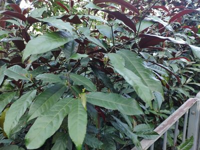 Excoecaria cochinchinensis, photographed by Max Yuen