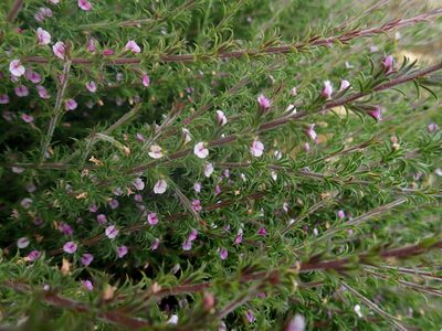 Muraltia squarrosa, photographed by Di Turner