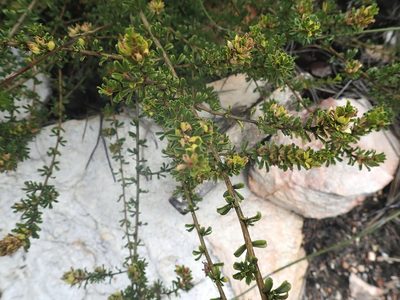 Psoralea heterosepala, photographed by Di Turner