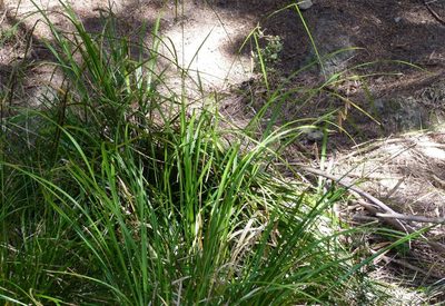 Carex solandri, photographed by Colin Meurk