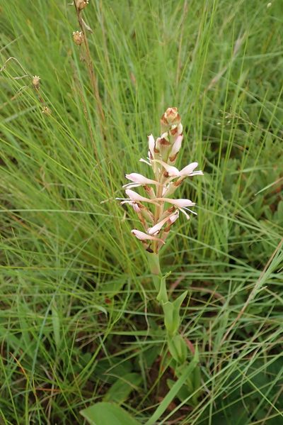 Disa patula, photographed by Peter Warren