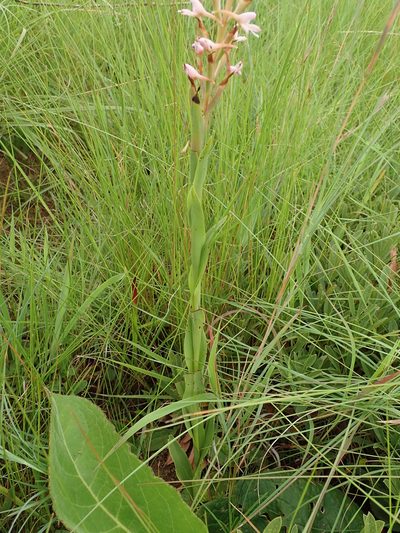 Disa patula, photographed by Peter Warren