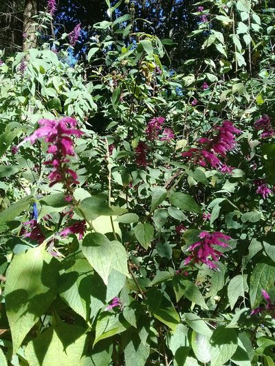 Salvia iodantha, photographed by Dayan Romero
