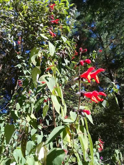 Salvia gesneriiflora, photographed by Dayan Romero