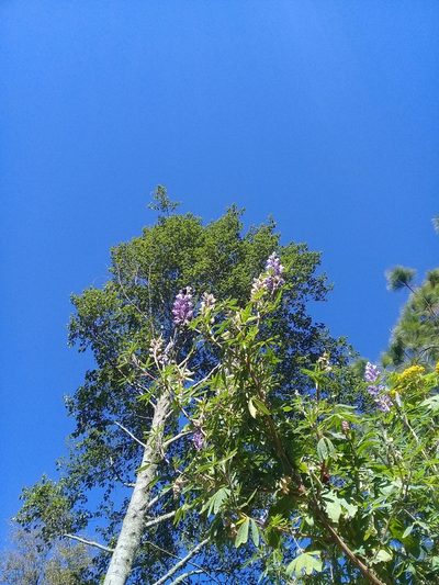 Lupinus elegans, photographed by Dayan Romero