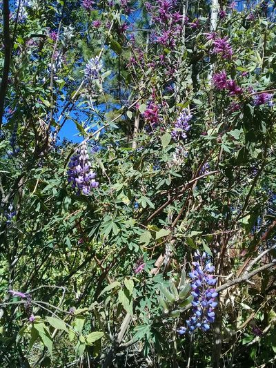 Lupinus elegans, photographed by Dayan Romero