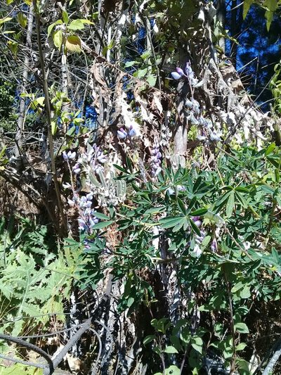 Lupinus elegans, photographed by Dayan Romero