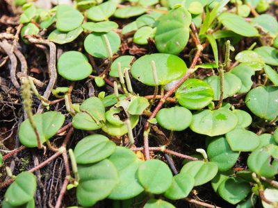 Peperomia serpens, photographed by Lena Struwe