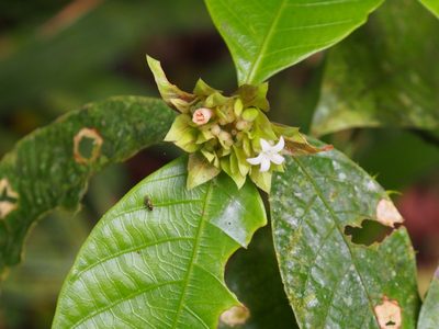 Palicourea suerrensis, photographed by Lena Struwe