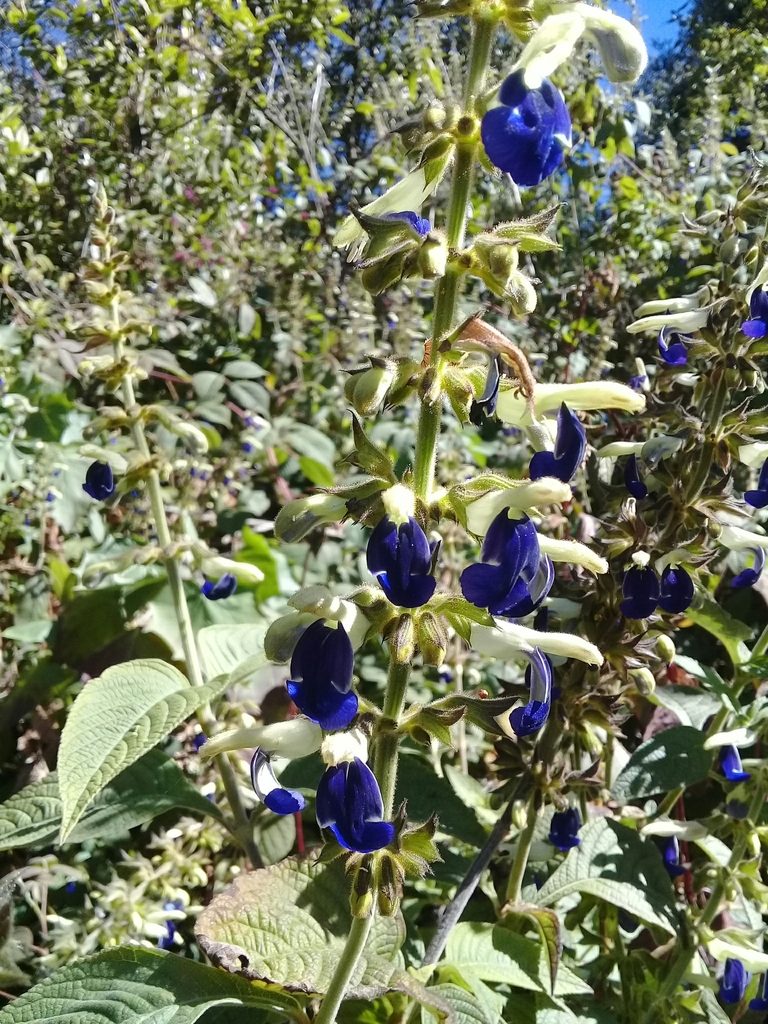 Salvia albocaerulea, photographed by Dayan Romero