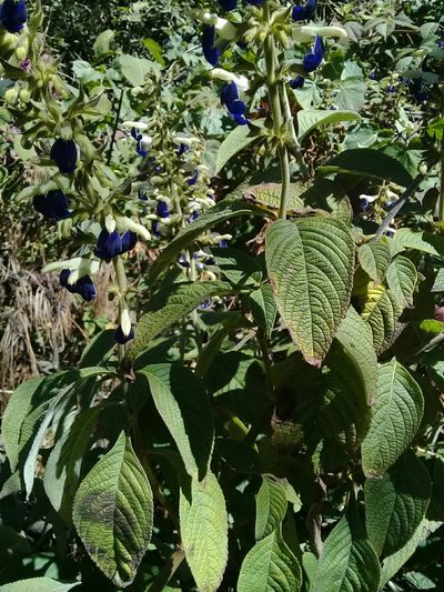Salvia albocaerulea, photographed by Dayan Romero