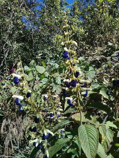 Salvia albocaerulea, photographed by Dayan Romero