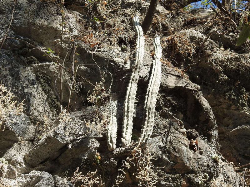 Stenocereus beneckei, photographed by Sandino Guerrero