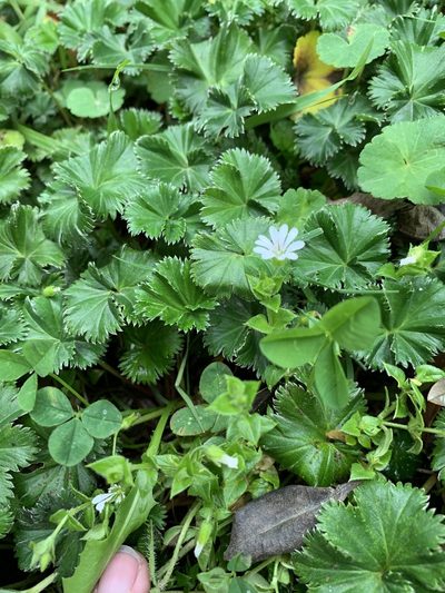 Stellaria recurvata, photographed by Carrie Seltzer