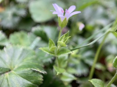 Stellaria recurvata, photographed by Carrie Seltzer