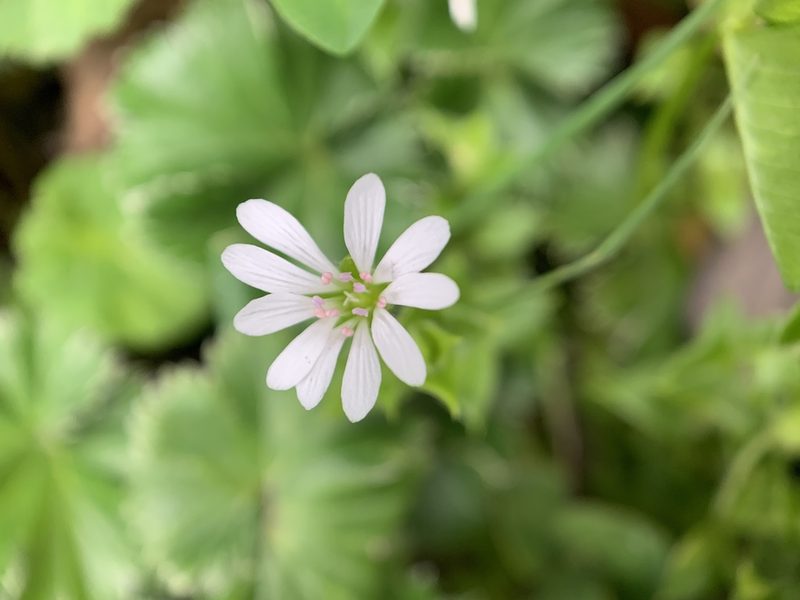 Stellaria recurvata, photographed by Carrie Seltzer