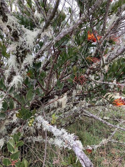 Tristerix longibracteatus, photographed by Carrie Seltzer