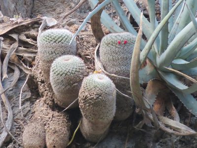 Mammillaria parkinsonii, photographed by Sandino Guerrero