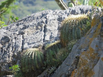 Ferocactus glaucescens, photographed by Sandino Guerrero