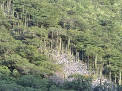 Cephalocereus polylophus, photographed by Sandino Guerrero