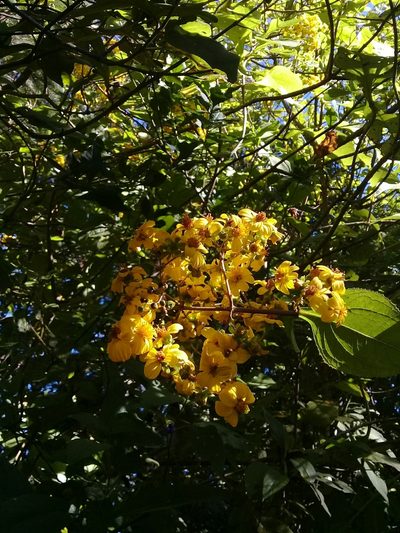 Rumfordia floribunda, photographed by Dayan Romero