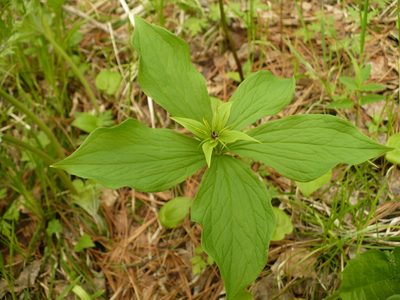 Paris verticillata, photographed by Yuri