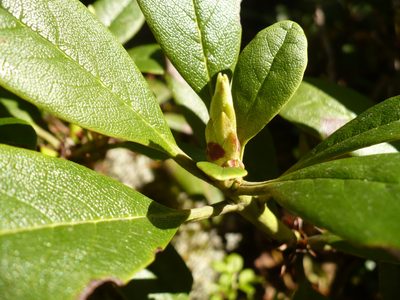 Rhododendron aureum, photographed by Yuri
