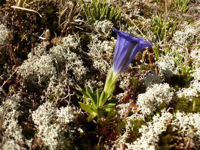 Gentiana grandiflora, photographed by Yuri