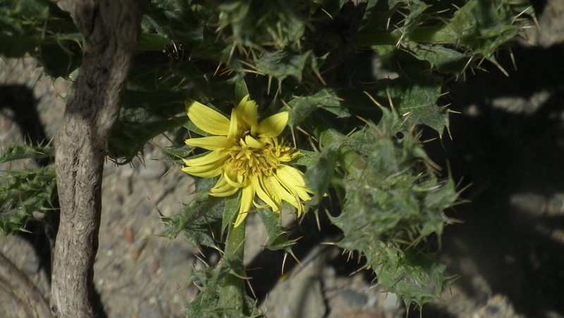 Cullumia aculeata, photographed by Shaun Swanepoel