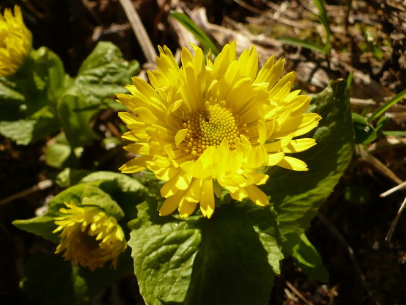 Doronicum altaicum, photographed by Yuri