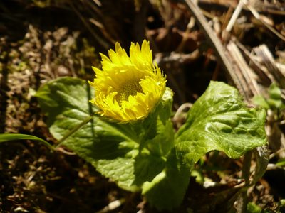 Doronicum altaicum, photographed by Yuri