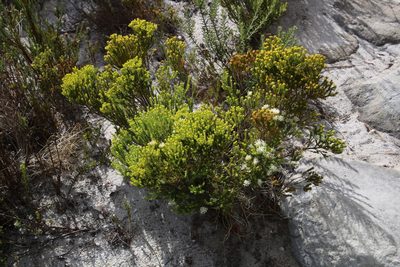 Agathosma imbricata, photographed by Tony Rebelo