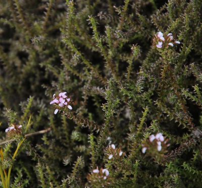 Stoebe ericoides, photographed by Tony Rebelo
