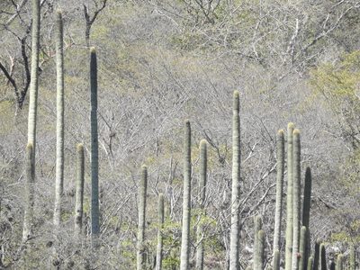 Cephalocereus polylophus, photographed by Sandino Guerrero