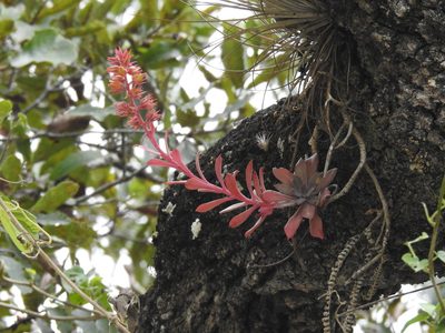 Echeveria rosea, photographed by Sandino Guerrero