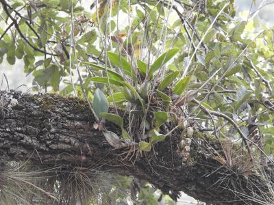 Laelia anceps, photographed by Sandino Guerrero